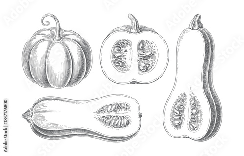 Antique garden squash and pumpkin illustration with detailed botanical line engraving.
