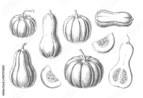 Antique garden squash and pumpkin illustration with detailed botanical line engraving.