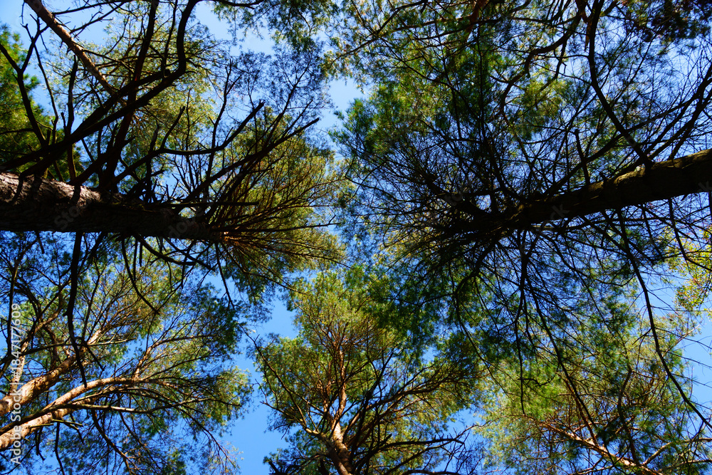 Obraz premium Pine trees against a blue sky