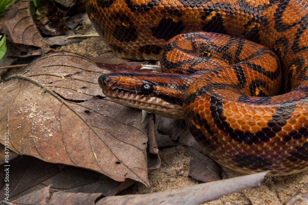 Obraz premium Boa rainbow snake