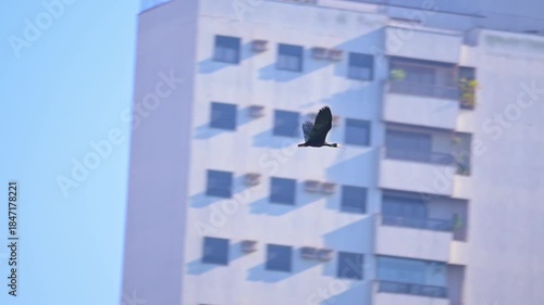 Aquatic bird flying between buildings and trees over a lake in a city in Brazil, 4k, selective focus.
