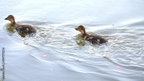 Ducklings, beautiful baby ducklings living peacefully in a lake in Brazil, 4k, selective focus.