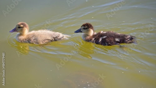 Ducklings, beautiful baby ducklings living peacefully in a lake in Brazil, 4k, selective focus.
