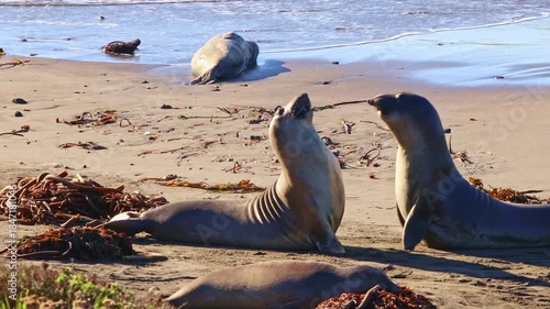 Two massive male northern elephant seals rearing up and crashing their chests together while battling for dominance on a sandy California beach