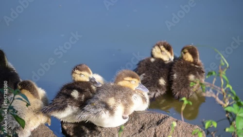 Ducklings, beautiful baby ducklings living peacefully in a lake in Brazil, 4k, selective focus.