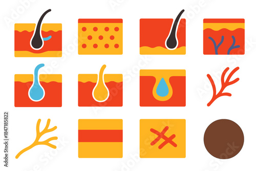 Vibrant Skin Icons. Flat vector icons of Historical Skin Diagrams: cross-section of skin, epidermis, dermis, hair follicle, sweat