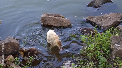 Ducklings, beautiful baby ducklings living peacefully in a lake in Brazil, 4k, selective focus.