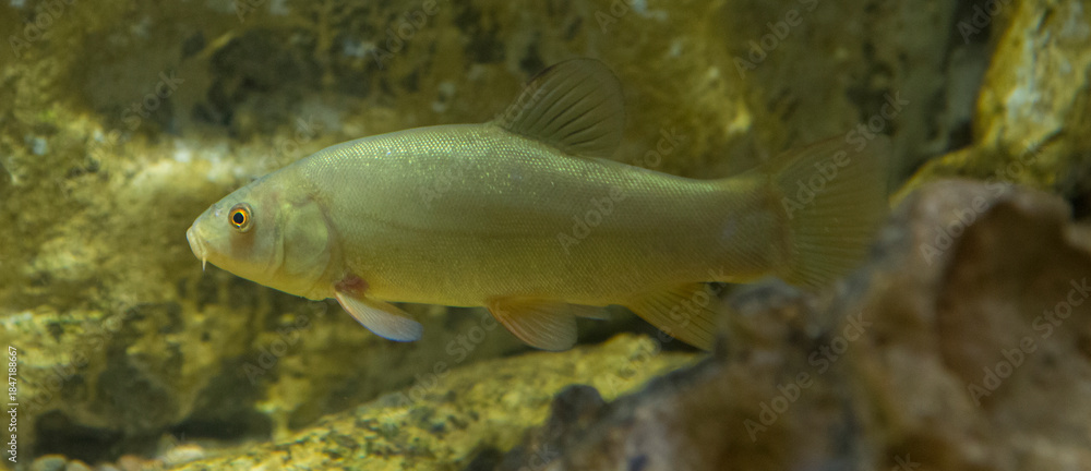 Εκτύπωση καμβά Tench, doctor fish, Tinca tinca, tenca