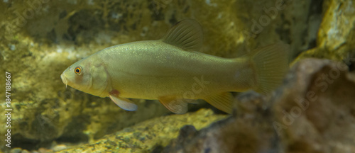 Valokuva Tench, doctor fish, Tinca tinca, tenca