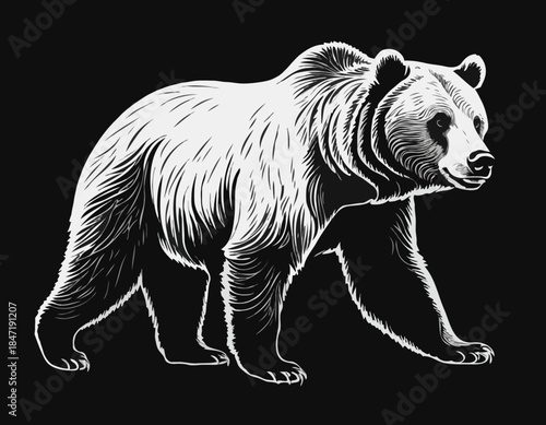 grizzly bear in black and white animal drawing,