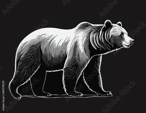 grizzly bear in black and white animal drawing,