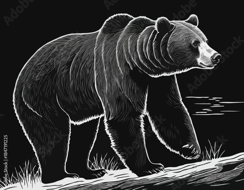 grizzly bear in black and white animal drawing,