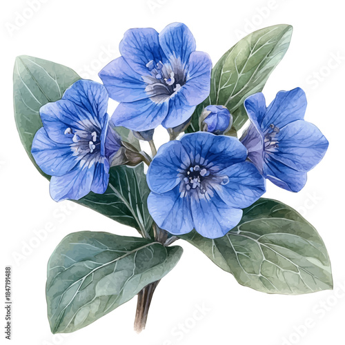 Lungwort Flower, watercolor vector, isolated on a white background.