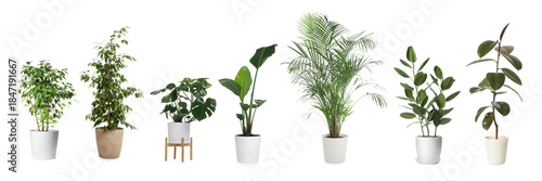 Collection of house plants in pots isolated on white