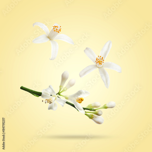 Canvastavla Citrus flowers and leaves falling on beige background