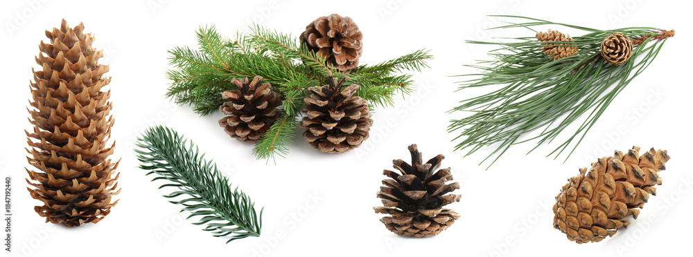 Fototapeta premium Fir tree branches and cones isolated on white, set