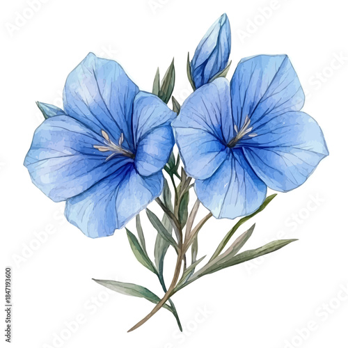 Lechenaultia Flower, watercolor illustration vector, isolated on a white background.