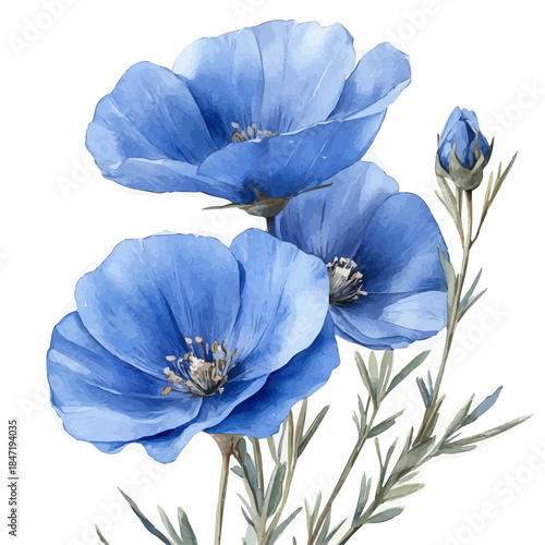 Lechenaultia Flower, watercolor illustration vector, isolated on a white background.