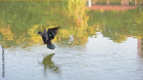 Duck flying, a duck flying on a lake early in the morning, 4k, selective focus.