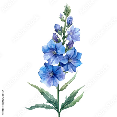 Larkspur Flower, watercolor drawing vector, isolated on a white background.