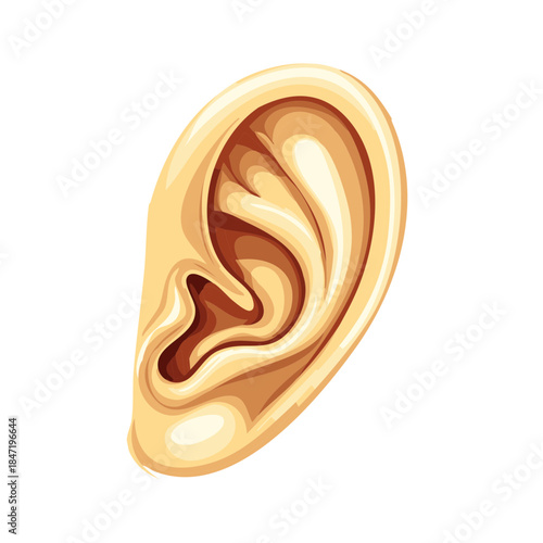 Human Ear Anatomy Auricle Helix Lobe Antihelix Tragus Cartilage Illustration