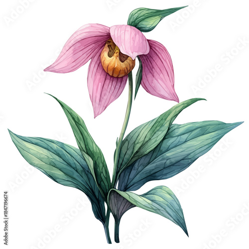 Ladyas Slipper Flower, watercolor illustration vector, isolated on a white background.