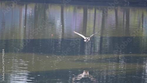 Duck flying, a duck flying on a lake early in the morning, 4k, selective focus.