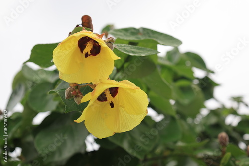 開花した黄色いオオハマボウの花と緑の葉