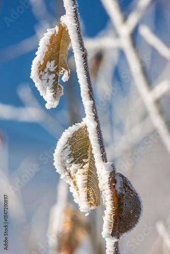 Wallpaper Mural Frosty leaves clinging to a delicate branch, embraced by the quiet beauty of winter and a bright blue sky, creates a scene of peaceful hibernation. Torontodigital.ca