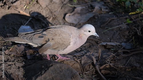 Little dove, a small dove searching for food on the ground, 4k, selective focus.