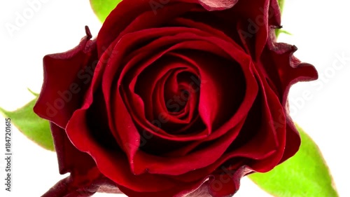Close-up of a vibrant red rose flower isolated on a clean white background. Elegant petals, romantic floral symbol, minimal composition ideal for love, beauty, and nature concepts.