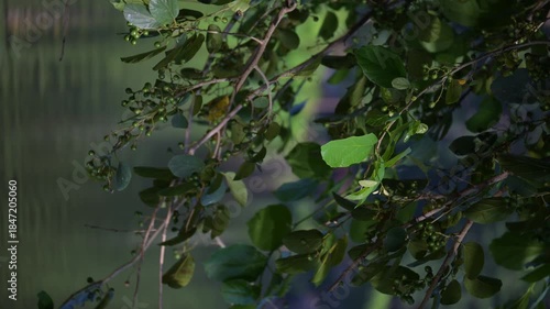 Reflection of the water, a beautiful reflection of the water on some branches at dawn. Slow motion, 4k, selective focus. vertical video.