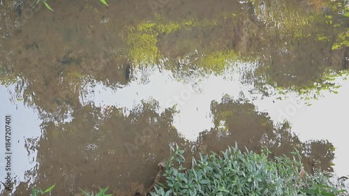 River, calm waters of a small river in Brazil. Slow motion, 4k, selective focus. vertical video.