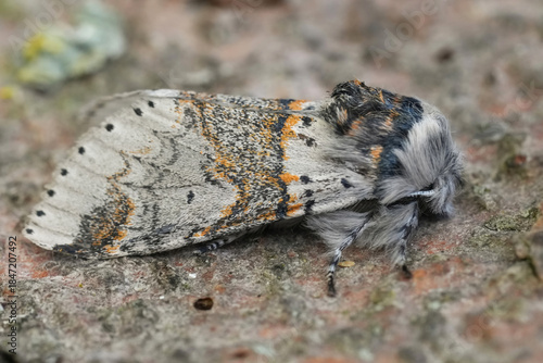 Fotografi Detailed closeup on a white striped sallow kitten moth, Furcula furcula, sitting