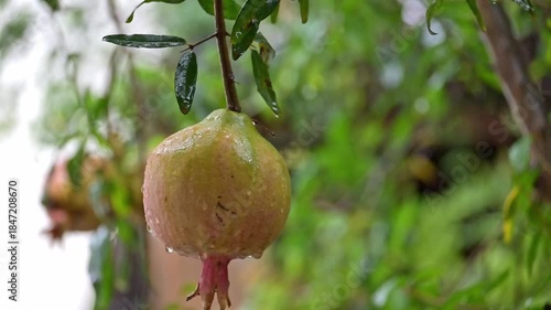 Pomegranate, a pomegranate swaying on a branch on a rainy day in Brazil, selective focus.