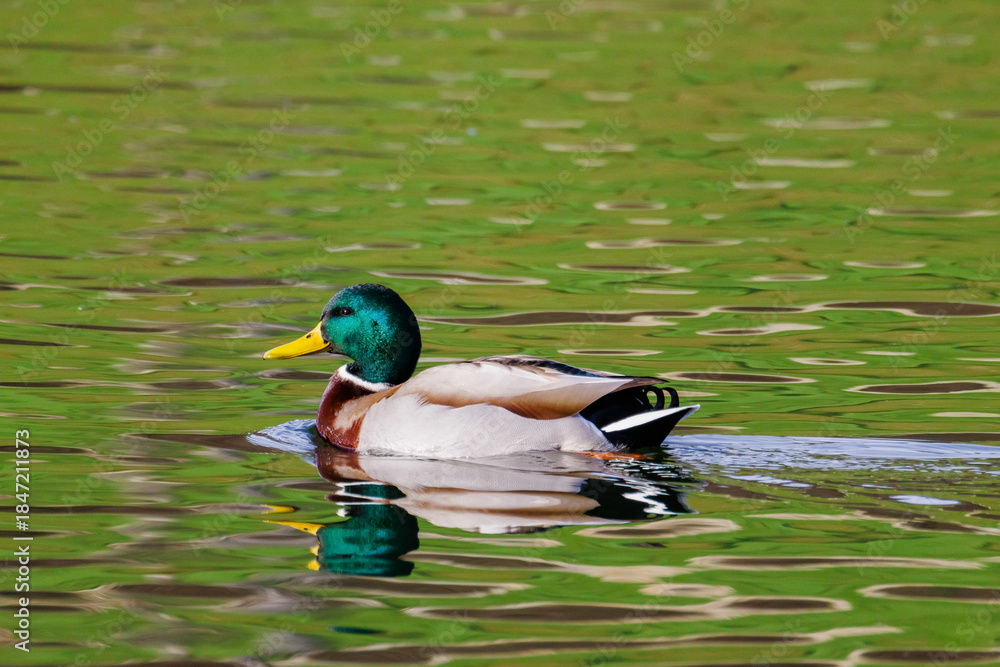 Obraz premium Stockente