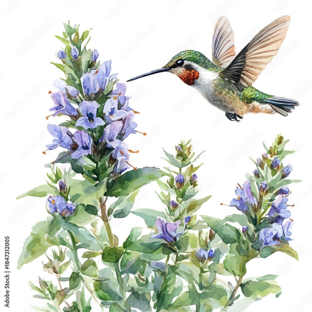 Fototapeta premium Hummingbird Mint Flower, watercolor illustration vector, isolated on a white background.