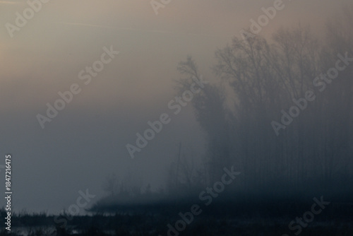 Early morning fog in a swamp with trees