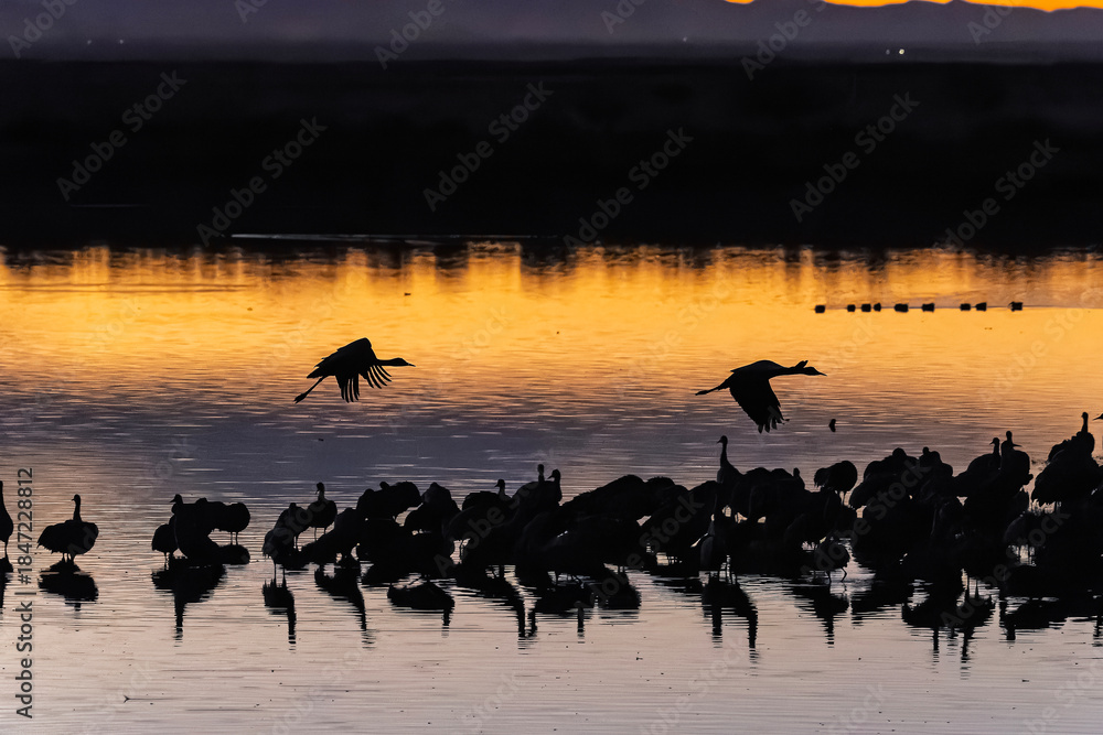 Fototapeta premium Sandhill cranes (antigone canadensis) taking flight at sunrise in Southern AZ