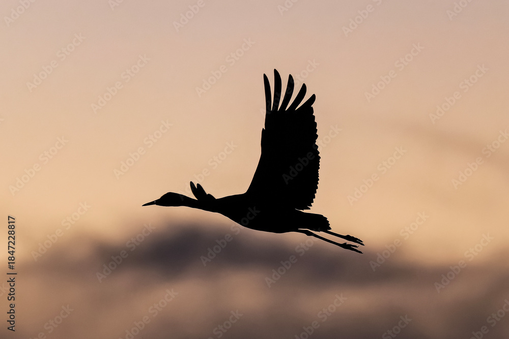 Fototapeta premium Sandhill cranes (antigone canadensis) taking flight at sunrise in Southern AZ