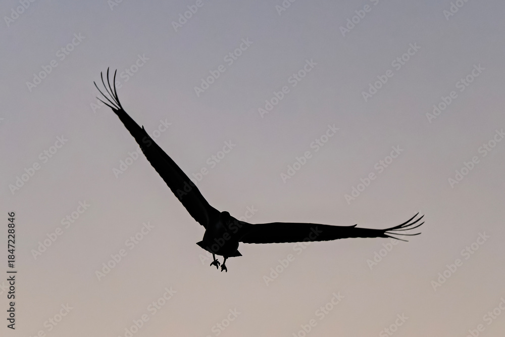 Fototapeta premium Sandhill cranes (antigone canadensis) taking flight at sunrise in Southern AZ