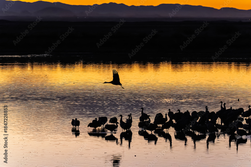 Fototapeta premium Sandhill cranes (antigone canadensis) taking flight at sunrise in Southern AZ