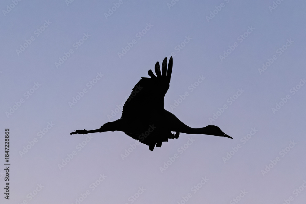 Fototapeta premium Sandhill cranes (antigone canadensis) taking flight at sunrise in Southern AZ