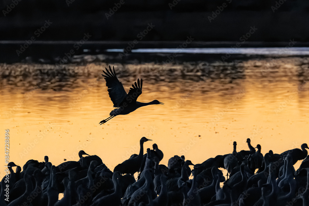 Fototapeta premium Sandhill cranes (antigone canadensis) taking flight at sunrise in Southern AZ