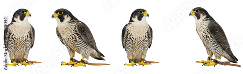 Canvastavla Peregrine falcon bird set isolated on white background
