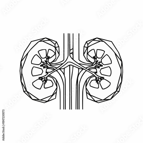 Human kidney anatomy illustration with ureters and blood vessels