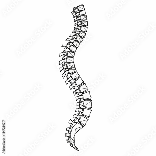 Detailed illustration of human spine
