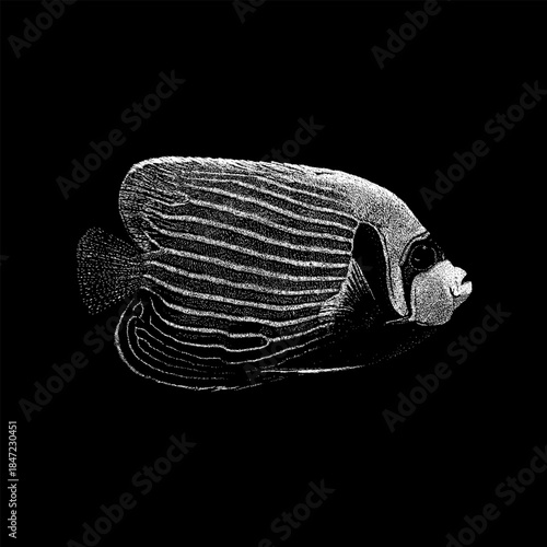 Emperor Angelfish, showcasing its iconic striped pattern and elegant body shape in a classic vintage engraving style, isolated on a black background.