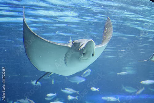 水族館の魚たち