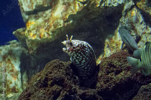 水族館の魚たち